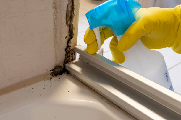 Why You Should Choose Our Mold Remediation Services in Leisure Village West, NJ